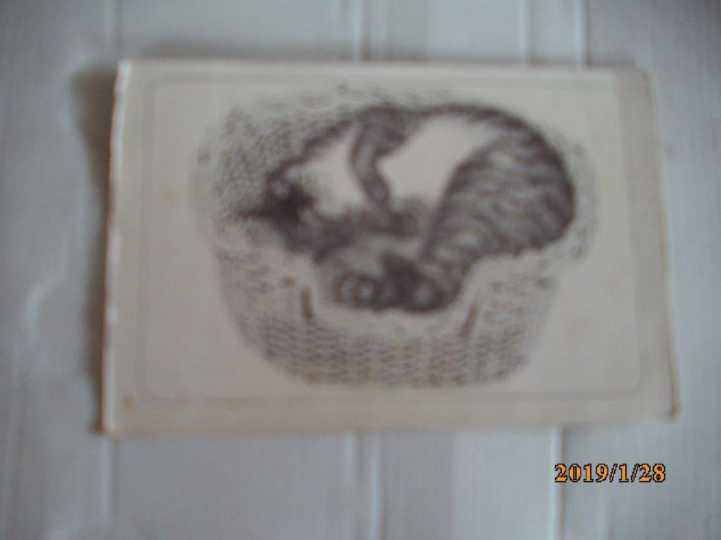 ansichtkaart poes van libelle, Ophalen of Verzenden, 1980 tot heden, Gelopen, Hond of Kat
