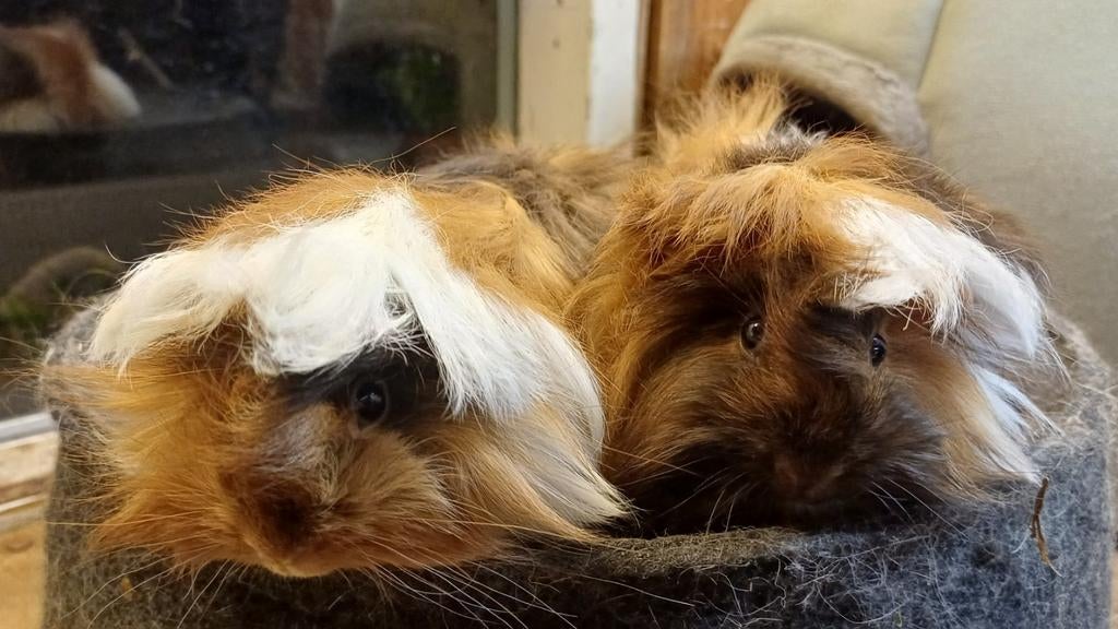 2 Peruvian cavia zeugjes, Dieren en Toebehoren, Cavia, Februari, Vrouwelijk, Tam