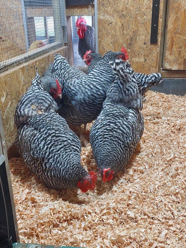 Broedeieren amrock, Dieren en Toebehoren, Pluimvee, Geslacht onbekend, Kip