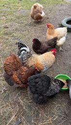Mooie rustige haan  Orpington type, gewend aan vrije uitloop, Dieren en Toebehoren, Pluimvee, Mannelijk, Kip