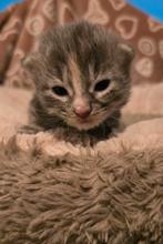 Prachtig nestje maincoon kittens, Dieren en Toebehoren, Meerdere dieren, Ontwormd, 0 tot 2 jaar