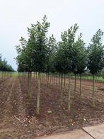 Prunus Laurier Novita Boom ❗️🌳 Groenblijvende Laurier 🌳❗️, Ophalen