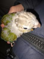 Pyrrhura's 2026, Vrouwelijk, Parkiet, Geringd