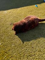 Britse korthaar kater., Kater, Met stamboom, 6 jaar of ouder