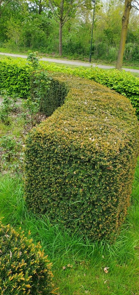 Coniferen heg gratis ophalen ongeveer 25 meter lang, Tuin en Terras, Planten | Struiken en Hagen, Ophalen, Conifeer, 100 tot 250 cm