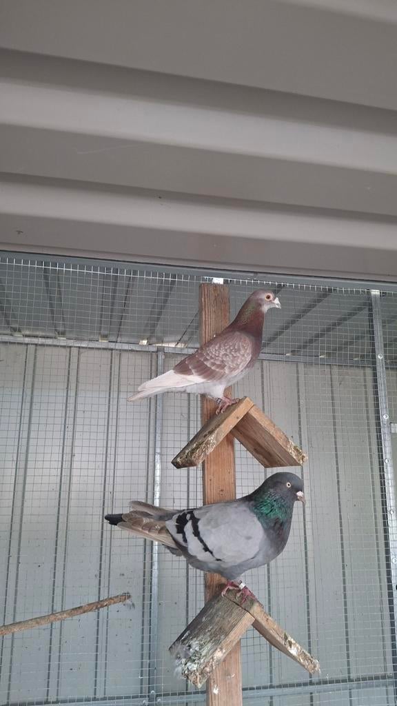 Kleurpostduiven  roodbont, Mannelijk