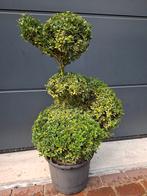 Buxus sempervirens vogel, Volle zon, Vaste plant, Lente, Ophalen