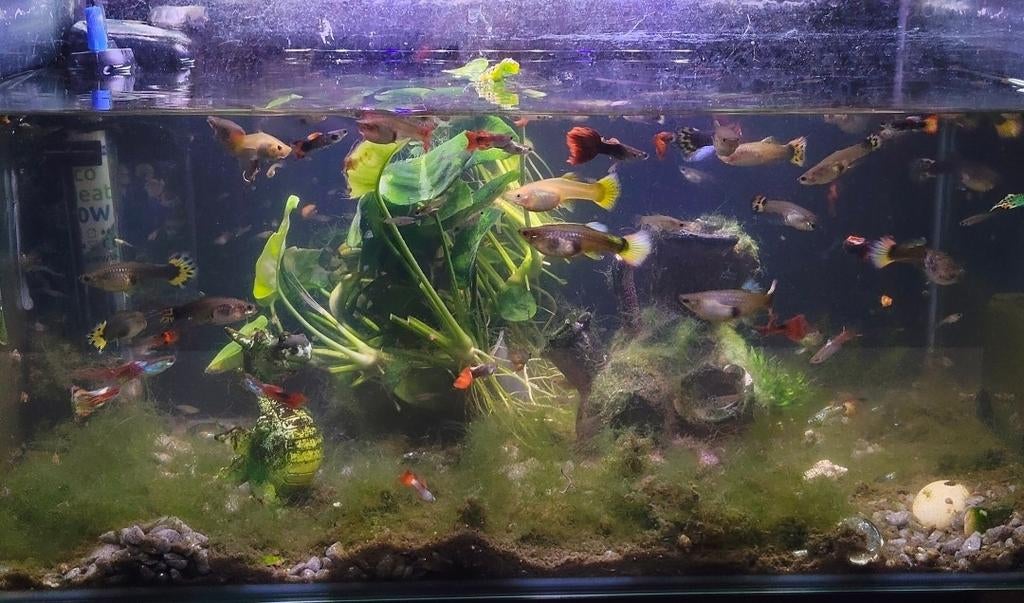 Te koop guppen, Ophalen of Verzenden