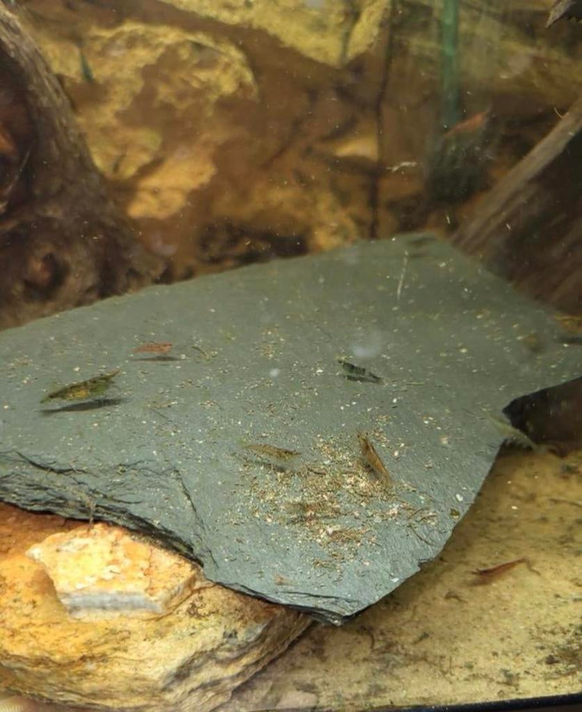 Garnalen mix, Kreeft, Krab of Garnaal