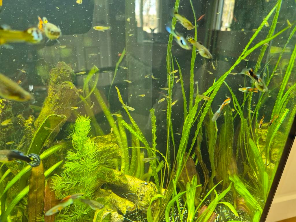 Leuke, jonge guppen / guppies  / guppy's  te koop, Vis