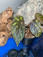 Begonia Atricha Java, Ophalen of Verzenden, Halfschaduw, Minder dan 100 cm