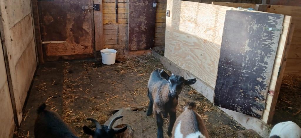 Lief dwerggeitenbokje – beschikbaar vanaf half mei, Dieren en Toebehoren, Mannelijk, Geit, 0 tot 2 jaar