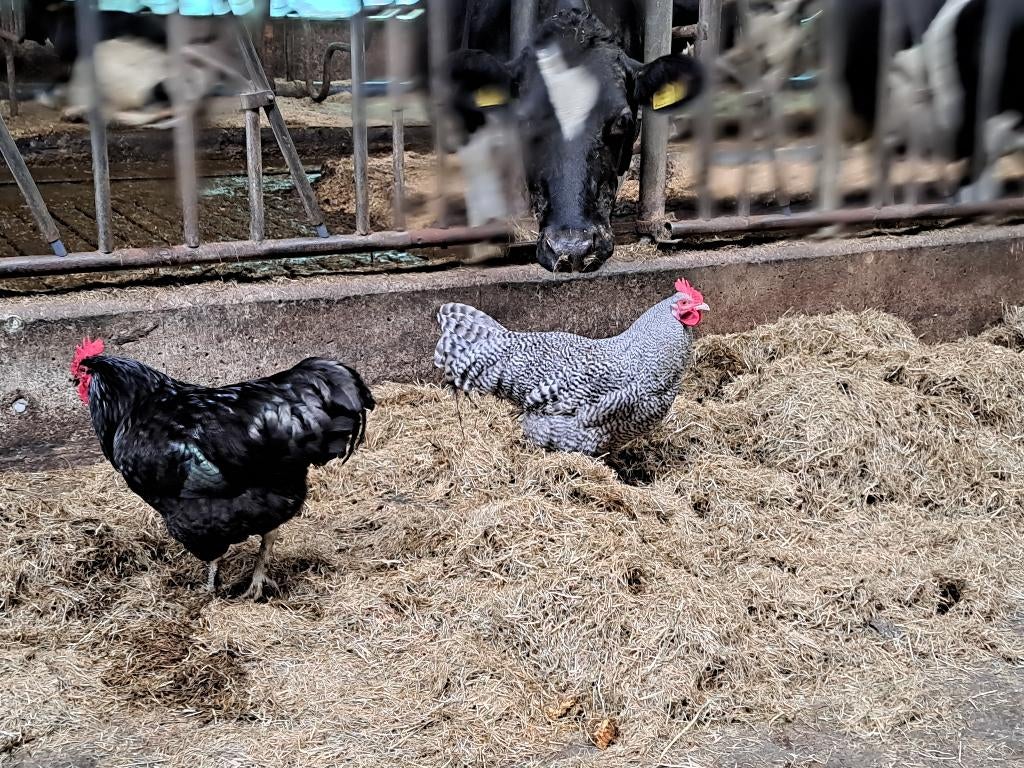 Haan, hanen, Dieren en Toebehoren, Pluimvee, Mannelijk, Kip