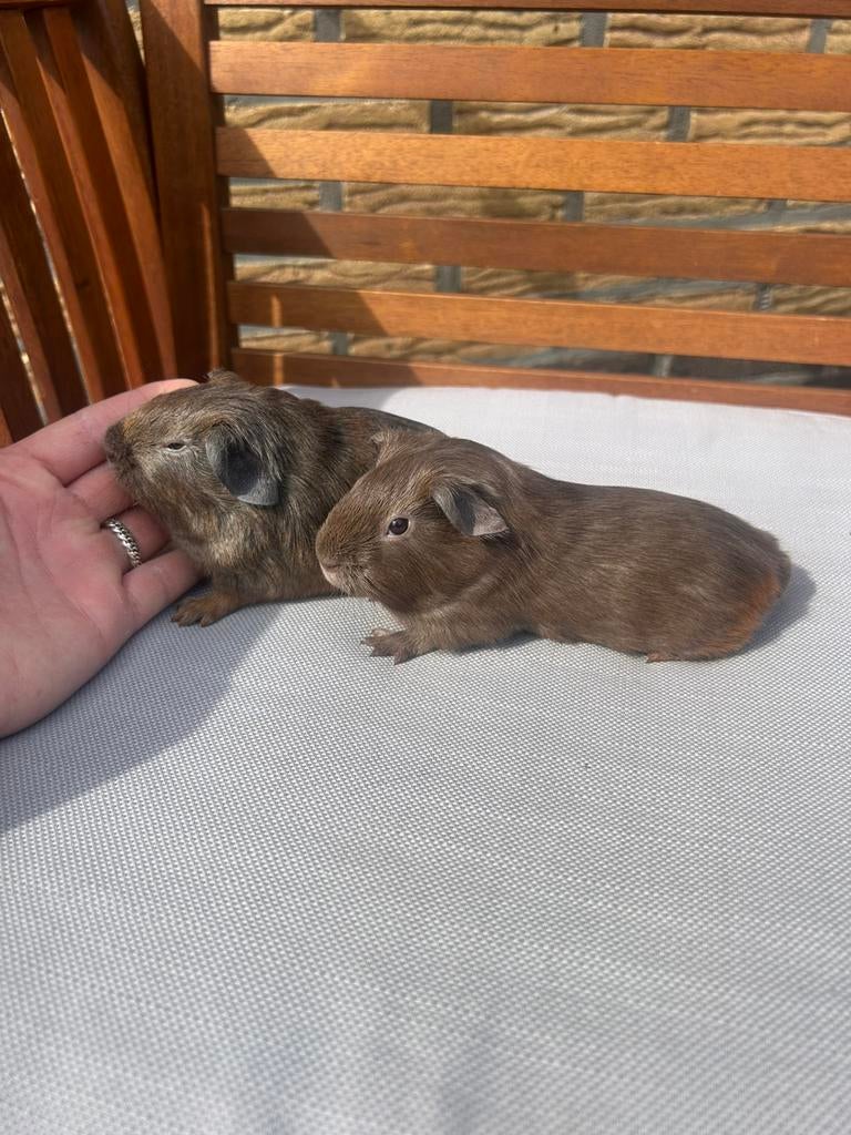 Twee prachtige cavia beertjes, Cavia, April, Mannelijk, Tam