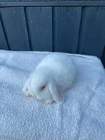 Nedhangoordwerg raszuiver mannetje, Dieren en Toebehoren, Konijnen, Mannelijk, Dwerg