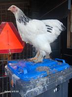 Jonge bramha Haan, Dieren en Toebehoren, Pluimvee, Mannelijk, Kip