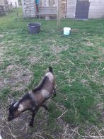 Dwergbok, Mannelijk, Geit