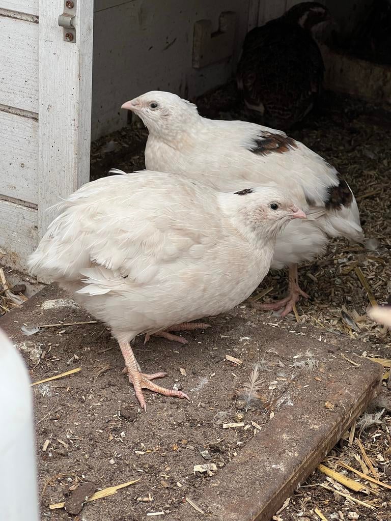 Kwartel haan, Dieren en Toebehoren, Mannelijk, Overige soorten