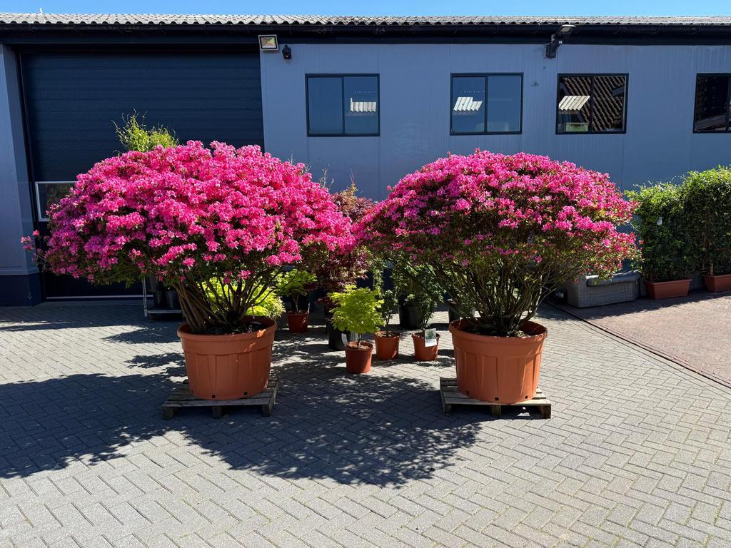 Azalea japonica Exclusief meerstammige tuinboom wintergroen, Vaste plant, Halfschaduw, Lente, Ophalen