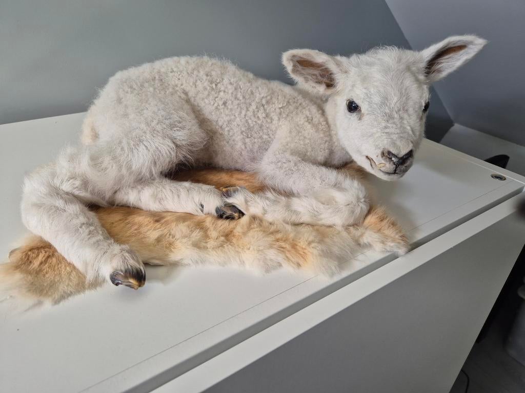Opgezette lammetje (schaap) - Uniek Decoratiestuk, Verzamelen, Ophalen, Zo goed als nieuw, Boerderijdier, Opgezet dier