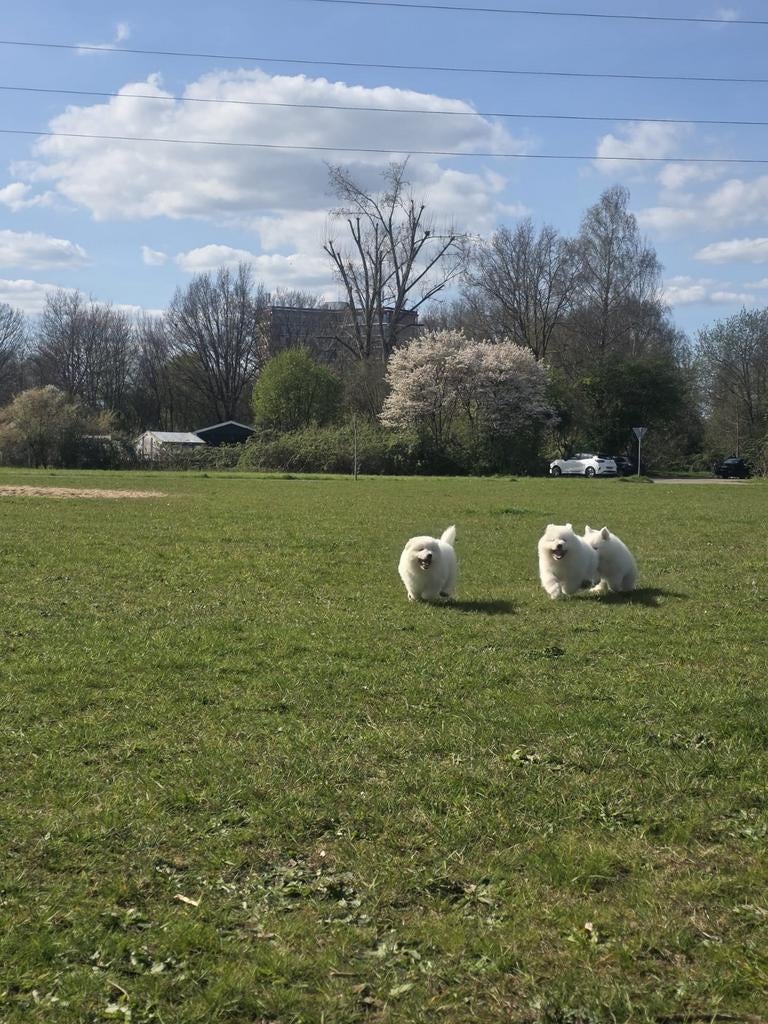 Twee Samuda-pups, Dieren en Toebehoren, Honden | Poolhonden, Keeshonden en Oertypen, 8 tot 15 weken, Meerdere, Meerdere dieren