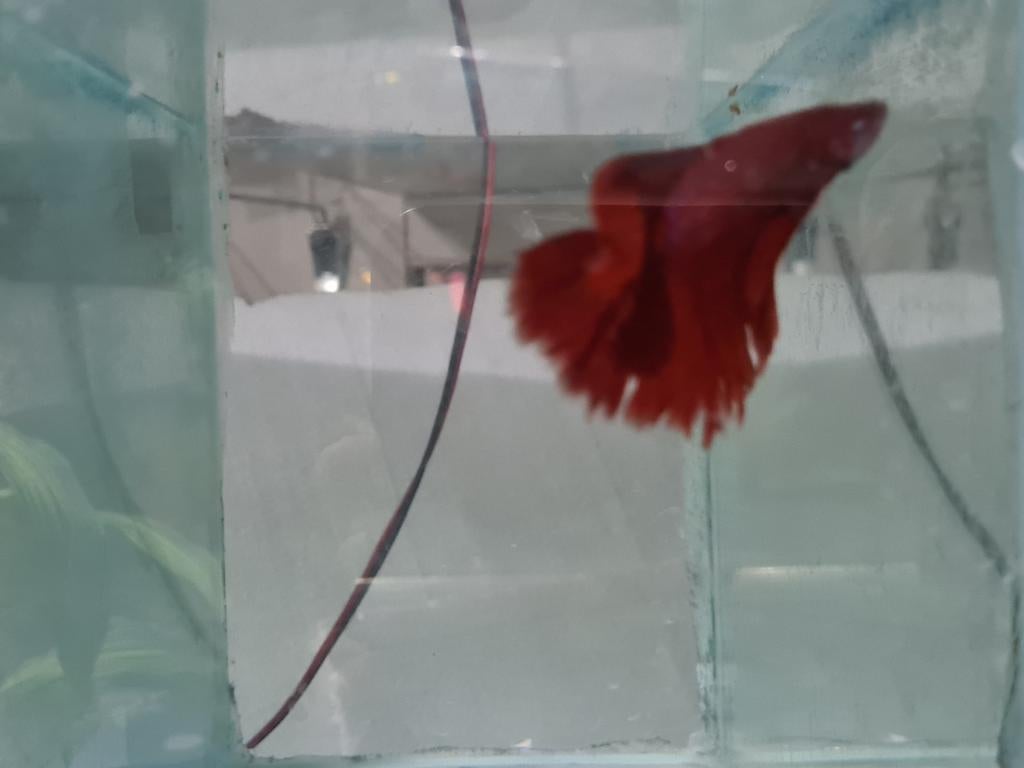 Betta splendens super delta kempvis man, Dieren en Toebehoren, Vis, Zoetwatervis