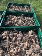 Krat vol dahlia knollen, Tuin en Terras, Bloembollen en Zaden, Ophalen, Volle zon, Knol