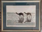 Fraai Ingelijste Litho Kamelen / Pakistan voor € 20, Ophalen