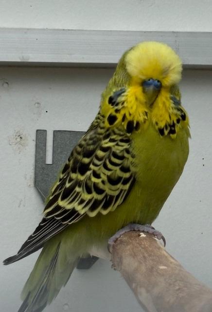 Te koop Engelse Grasparkiet mannen, Dieren en Toebehoren, Mannelijk, Parkiet, Geringd