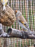 Bastaard putter poppen, Dieren en Toebehoren