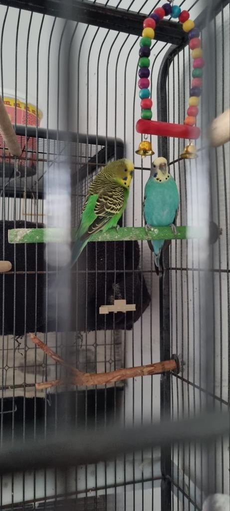 3 Grasparkiet, Dieren en Toebehoren, Vogels | Parkieten en Papegaaien, Mannelijk, Parkiet