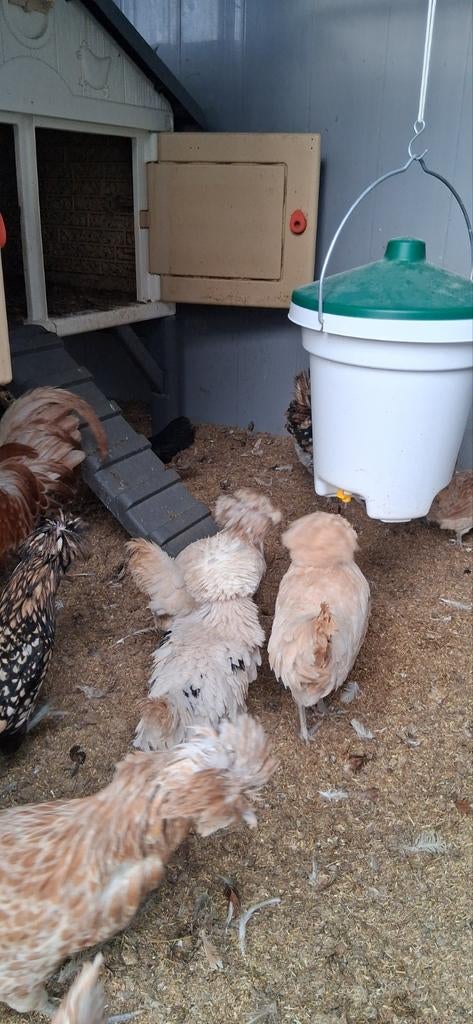 Padua kuifhoen hennen, Vrouwelijk, Kip