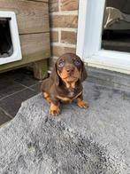 teckel pups, België, Particulier, Reu, 8 tot 15 weken