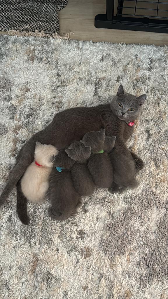 Britskorthaar kitten, Poes, Ingeënt