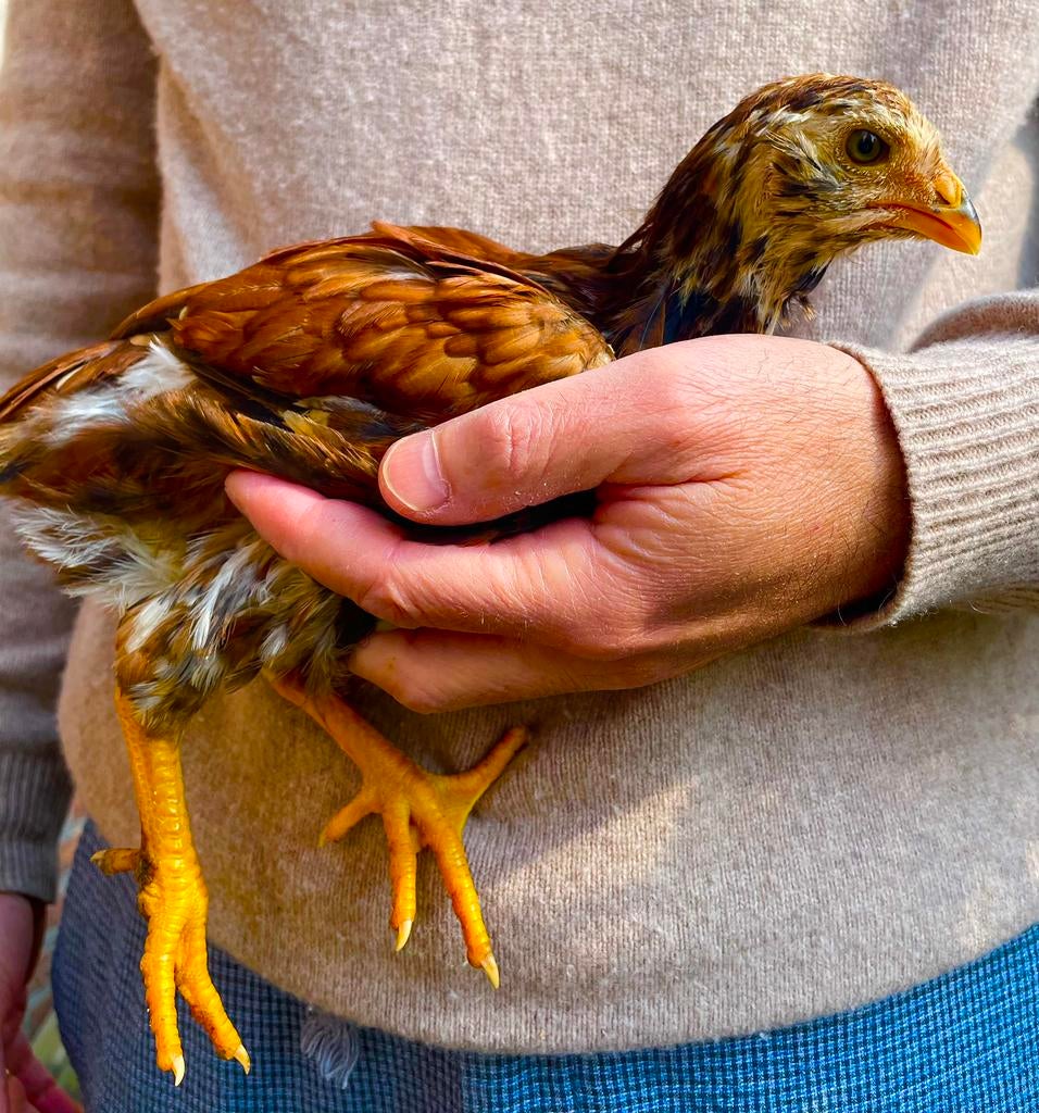 Orloff raskuikens 2 stuks vrouwelijk. 7 weken oud., Dieren en Toebehoren, Pluimvee, Vrouwelijk, Kip