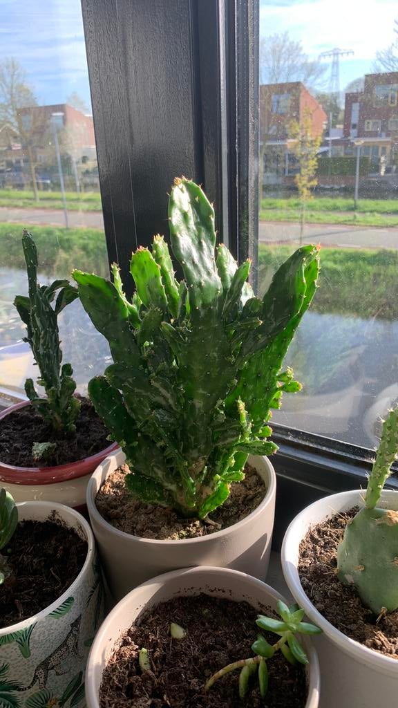Cactus plant met pot €8, Tuin en Terras, Ophalen, Bloeit niet, Overige soorten, Volle zon