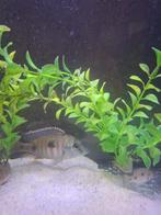 Tetrastigma Malawi cichliden, Vis