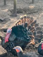 Kalkoenen koppel, Dieren en Toebehoren, Pluimvee, Meerdere dieren, Kalkoen