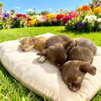 Chihuahua pup ( teefje ), Dieren en Toebehoren, Honden | Chihuahua's en Gezelschapshonden, CDV (hondenziekte), 8 tot 15 weken