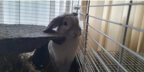 Ontzettend lief konijnen te koop., Dieren en Toebehoren, Konijnen