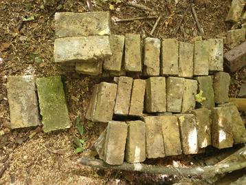 Boerengeeltjes Westfriese geeltjes beschikbaar voor biedingen