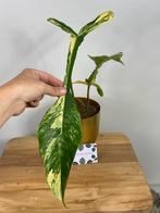 Philodendron Joepii Variegata, Huis en Inrichting, Kamerplanten, Ophalen of Verzenden, Halfschaduw, Minder dan 100 cm