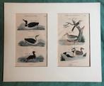 2 vogelprenten in passepartout, Ophalen of Verzenden