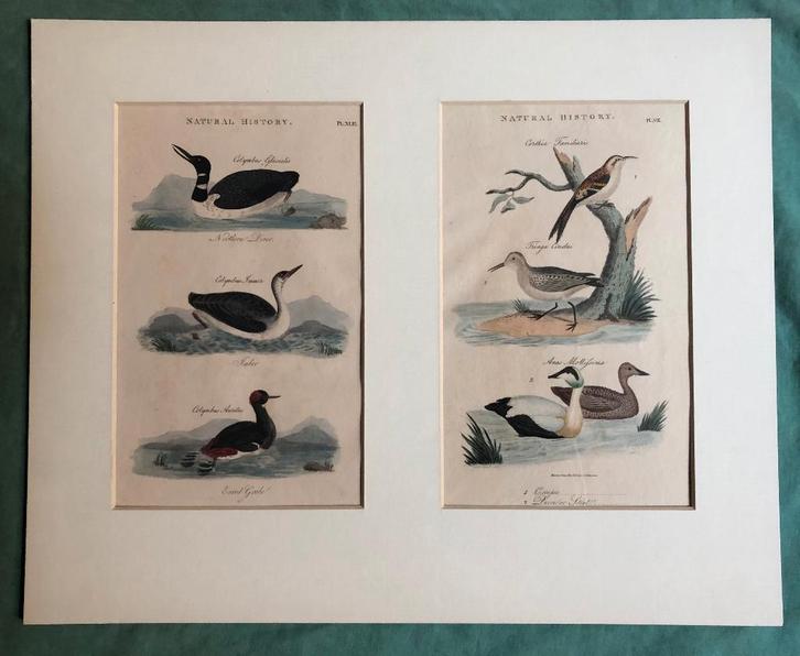 2 vogelprenten in passepartout, Antiek en Kunst, Kunst | Etsen en Gravures, Ophalen of Verzenden