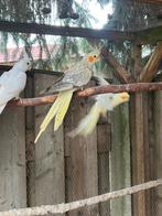 Jonge valkparkieten 9wk oud, perfect om tam te maken, Dieren en Toebehoren, Vogels | Parkieten en Papegaaien, Meerdere dieren