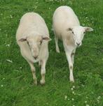 Vanaf Ruischapen easy care schapen rui ram rammen, Dieren en Toebehoren, Schapen, Geiten en Varkens