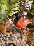 Kapoetsensijs mannetje te koop maart2025. Natuurbroed, Dieren en Toebehoren, Mannelijk, Tropenvogel, Geringd