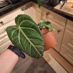 Anthurium Villenaorum (1) cataphyl stage!, Ophalen of Verzenden, Halfschaduw, Minder dan 100 cm