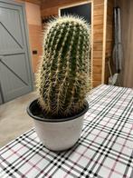 Cactus, Tuin en Terras, Ophalen, Overige soorten, Volle zon