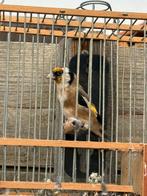 Parva putters, Meerdere dieren, Wildzangvogel